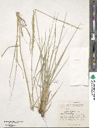 Festuca kingii image