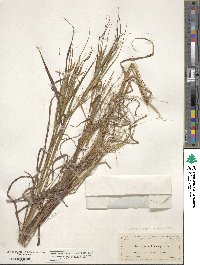 Image of Heteropogon melanocarpus