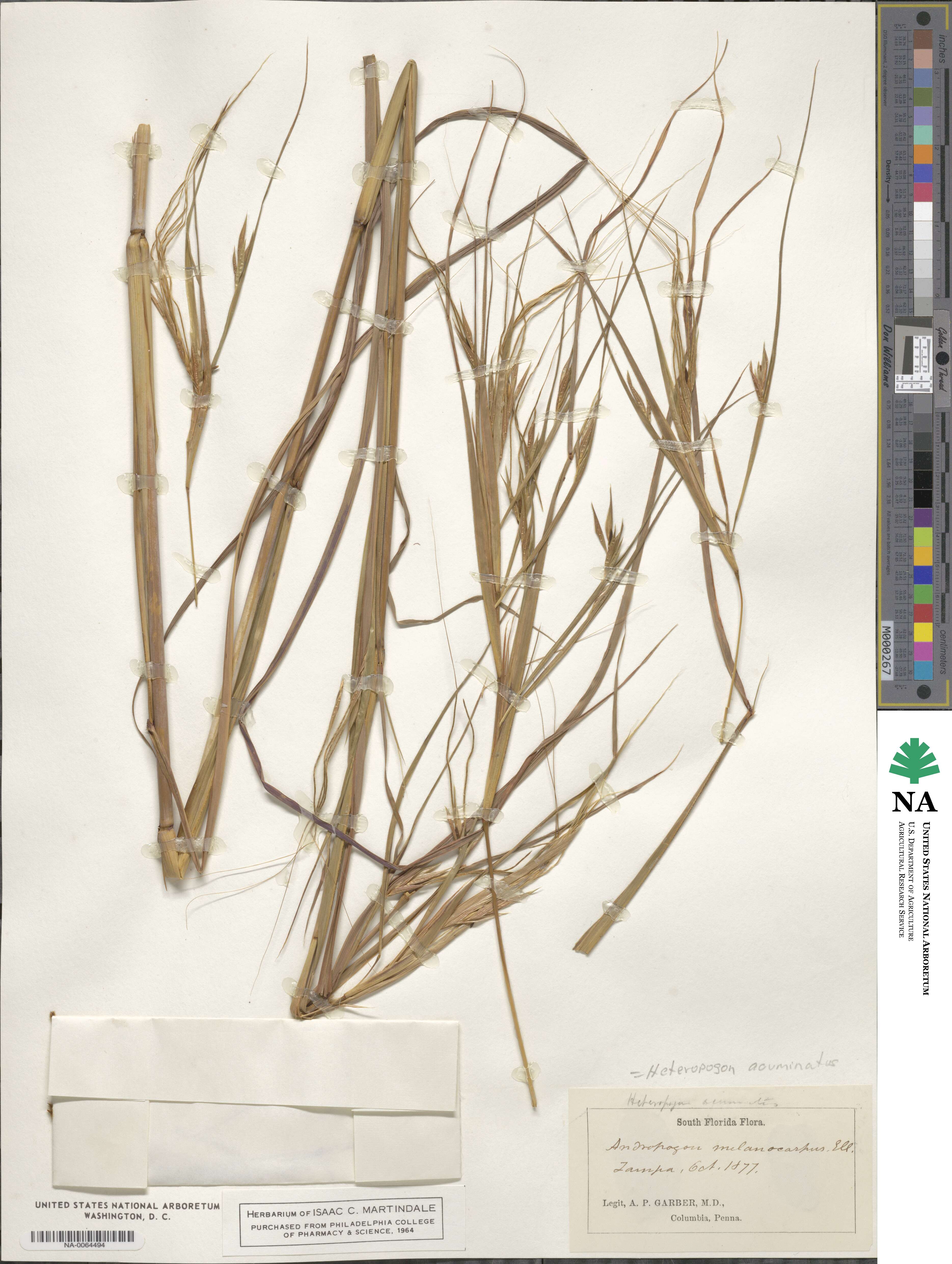 Heteropogon melanocarpus image