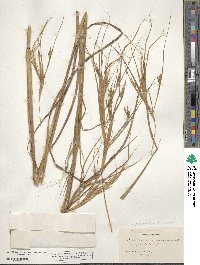 Heteropogon melanocarpus image