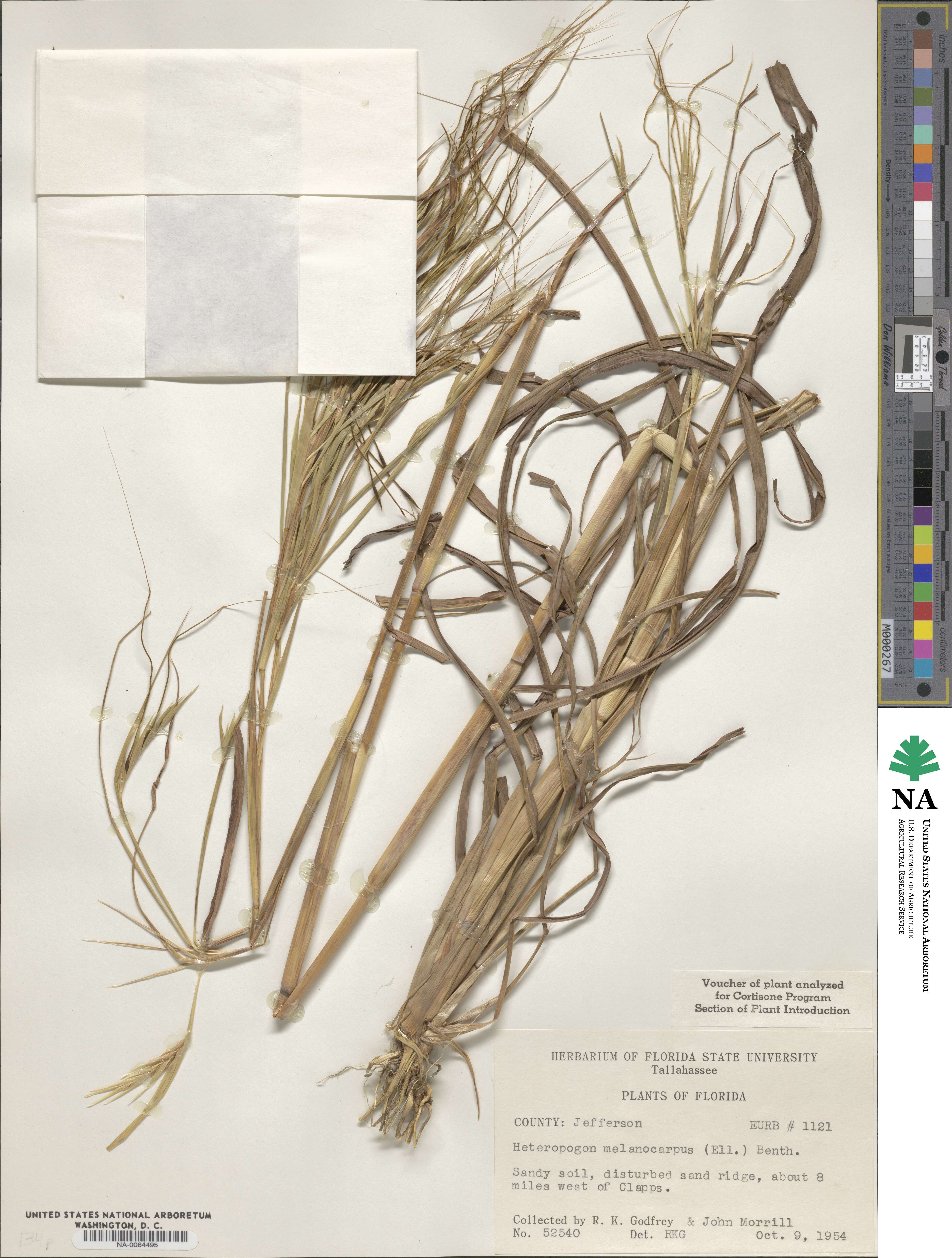 Heteropogon melanocarpus image