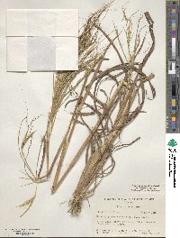 Heteropogon melanocarpus image