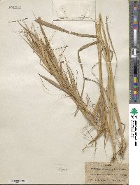 Heteropogon melanocarpus image