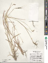 Heteropogon contortus image