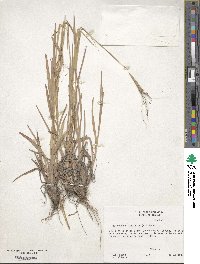 Heteropogon contortus image