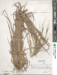 Heteropogon contortus image