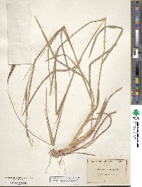 Heteropogon contortus image