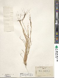 Heteropogon contortus image