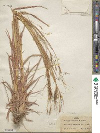 Heteropogon contortus image