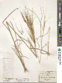 Heteropogon melanocarpus image