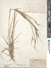 Heteropogon contortus image