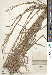 Heteropogon contortus image