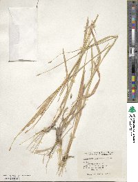 Heteropogon contortus image