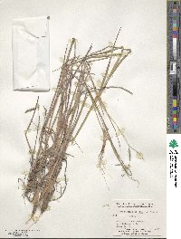 Heteropogon contortus image