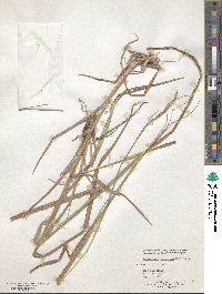 Heteropogon contortus image