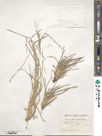 Heteropogon contortus image