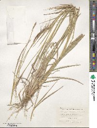 Heteropogon contortus image