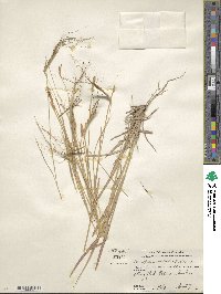 Heteropogon contortus image