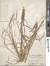 Heteropogon contortus image