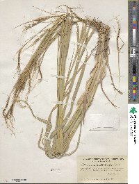 Heteropogon contortus image