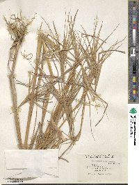 Heteropogon melanocarpus image