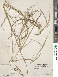 Heteropogon melanocarpus image