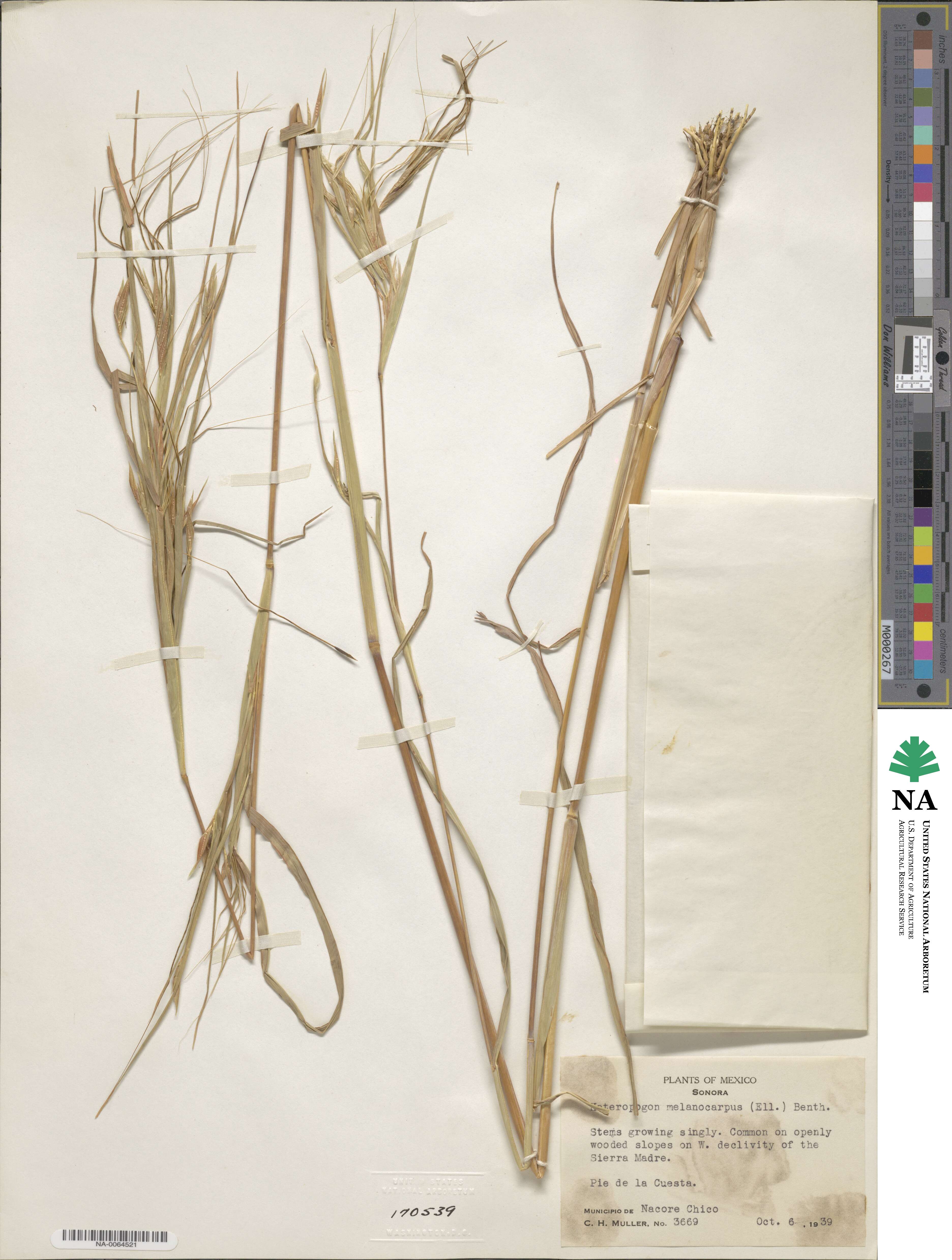 Heteropogon melanocarpus image