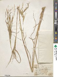 Heteropogon melanocarpus image