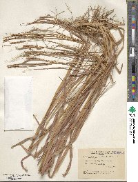 Heteropogon contortus image