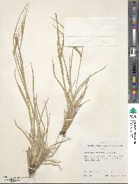 Heteropogon contortus image