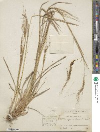 Heteropogon contortus image