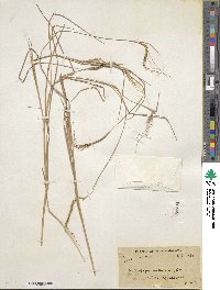 Heteropogon contortus image