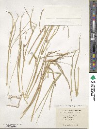 Heteropogon contortus image