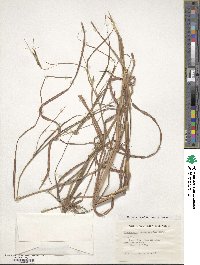 Heteropogon contortus image