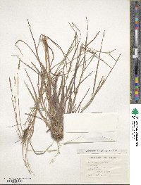 Heteropogon contortus image