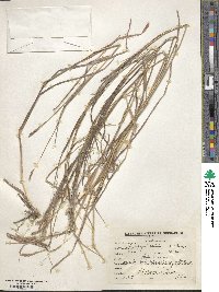 Heteropogon contortus image