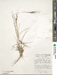 Heteropogon contortus image