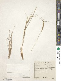 Heteropogon contortus image