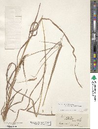 Heteropogon contortus image