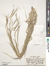 Heteropogon contortus image