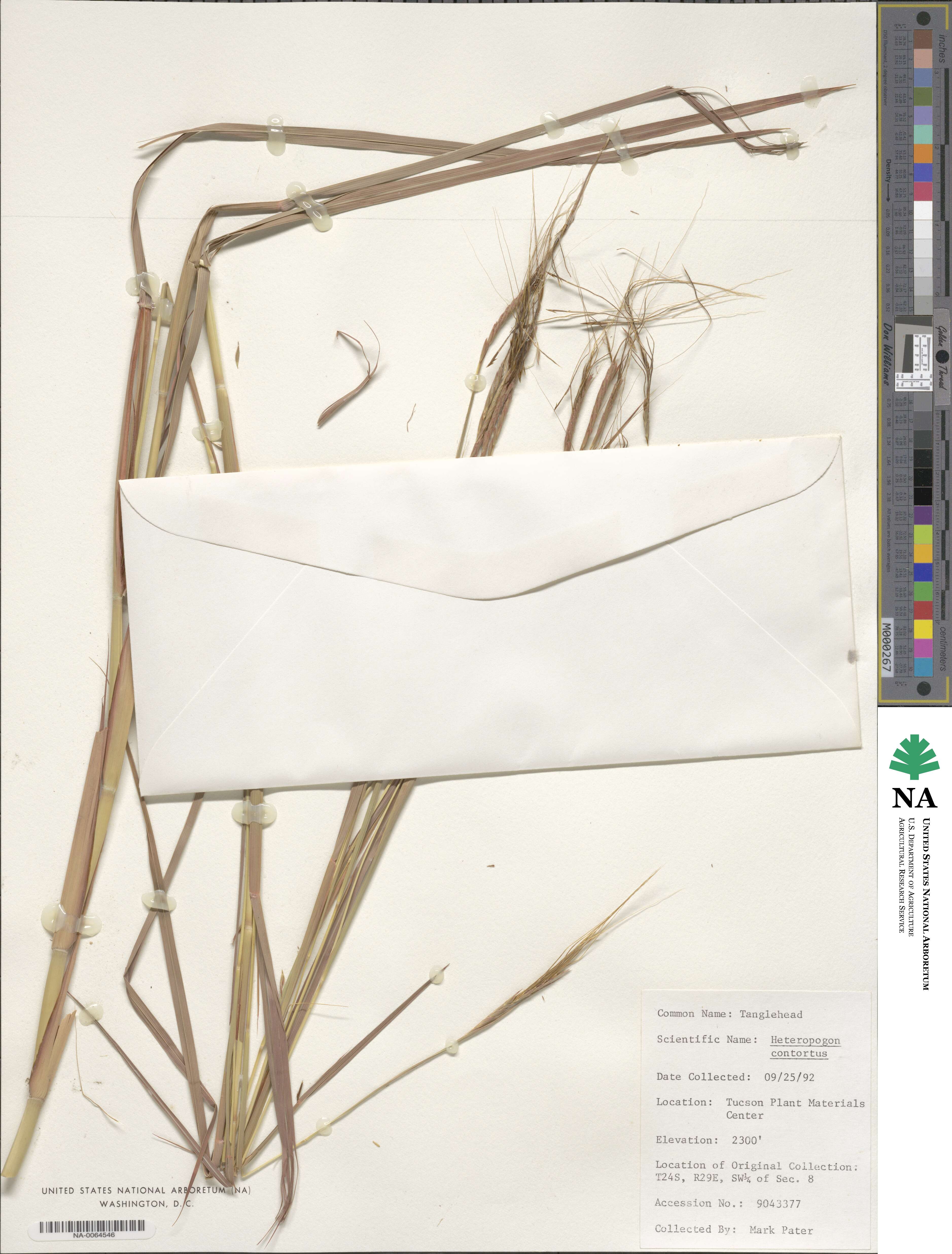 Heteropogon contortus image