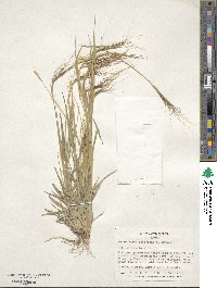 Heteropogon contortus image