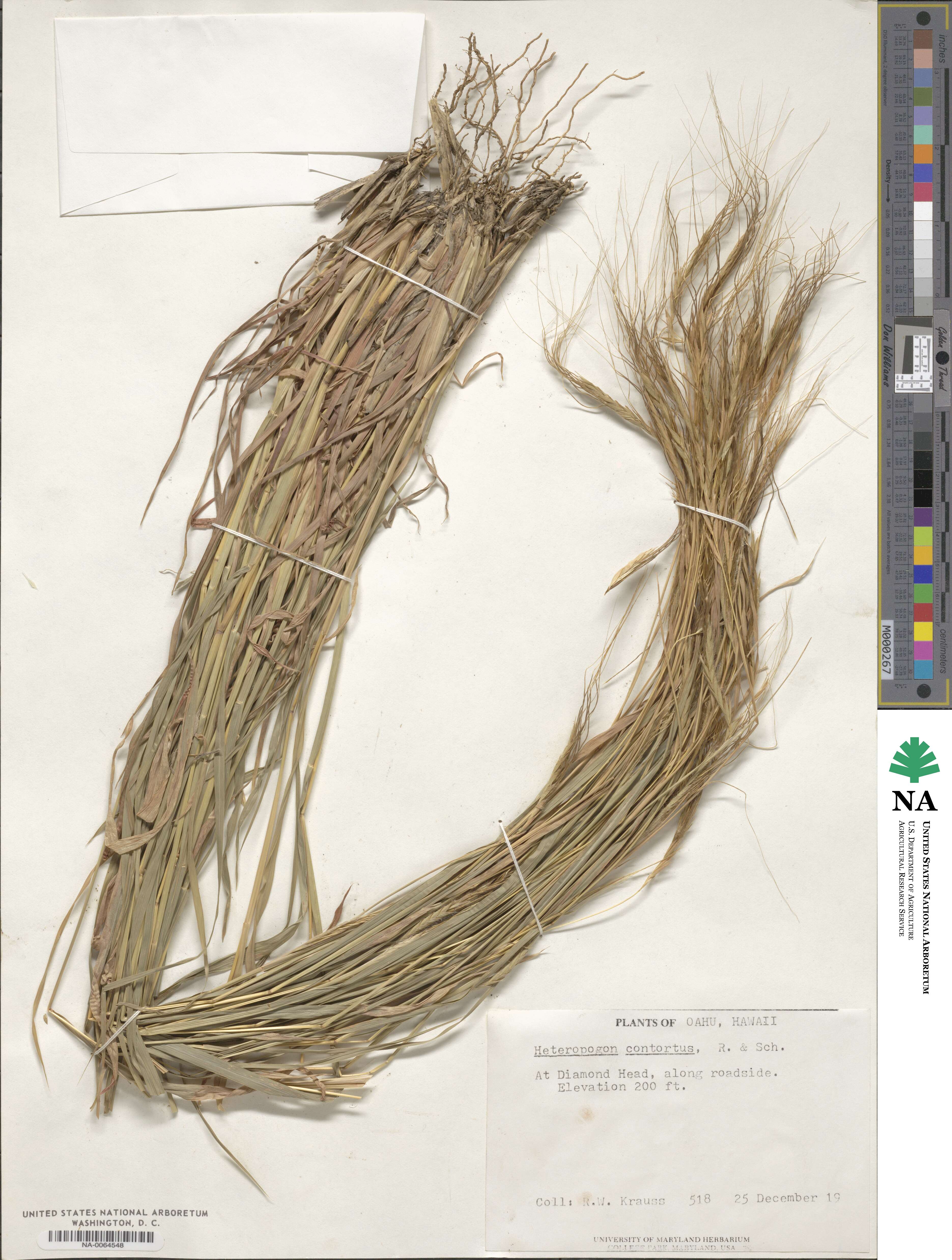 Heteropogon contortus image