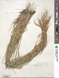 Heteropogon contortus image