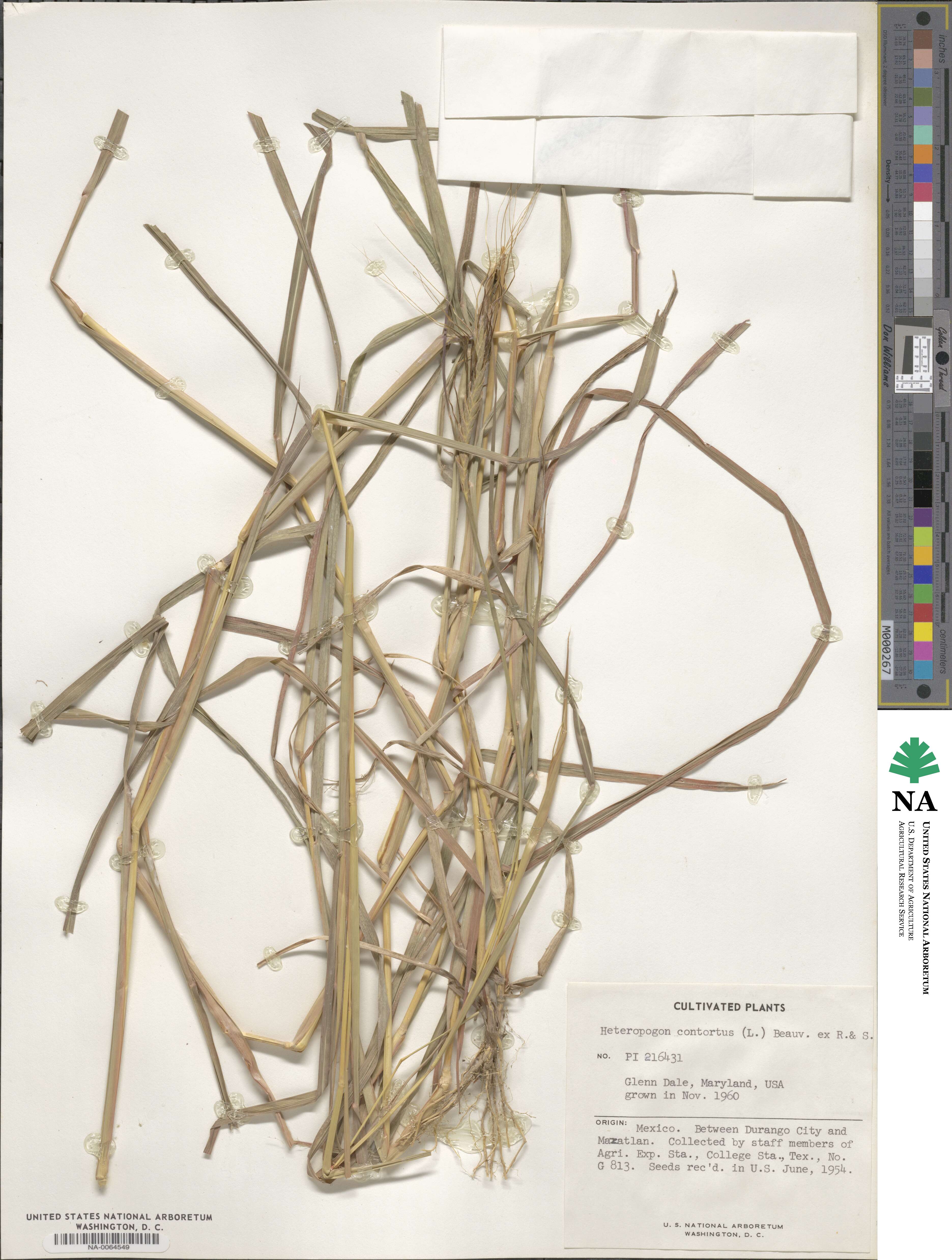 Heteropogon contortus image