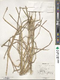 Heteropogon contortus image