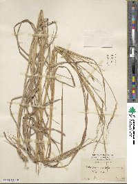 Heteropogon contortus image