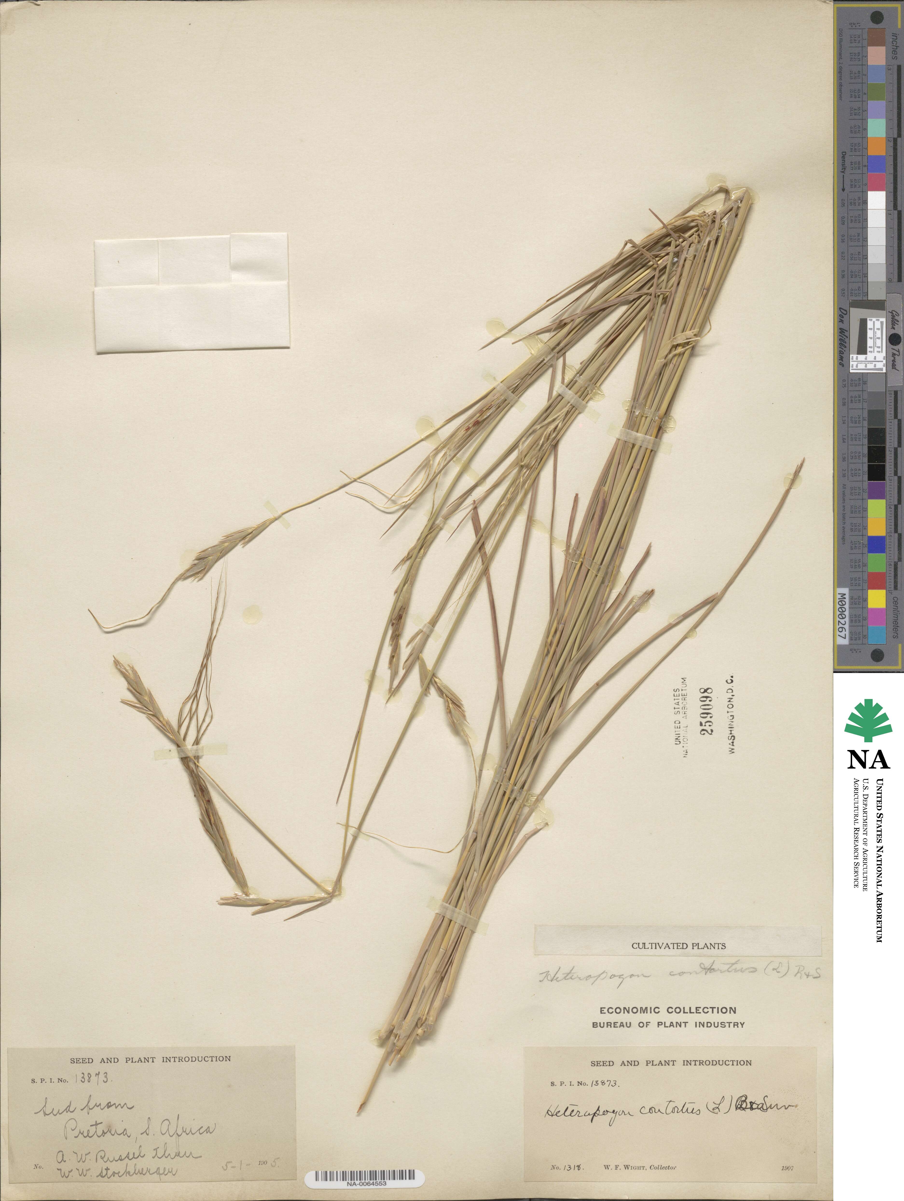 Heteropogon image