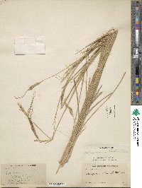 Heteropogon contortus image