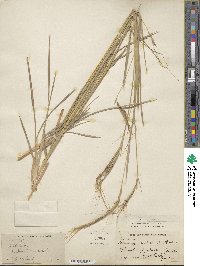 Heteropogon contortus image